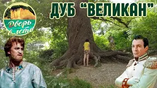 Дуб Великан в Агое