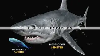 Fish Size Comparison: Which is the Biggest?