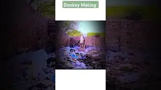 Donkey mating / Donkey sex 