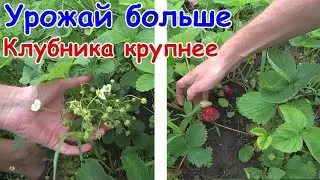 🍓 Прореживание/омолаживание грядок клубники весной без пересадки. Делать обязательно!