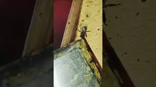 Из-за них умирают пчелы 