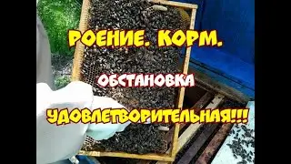 РОЕНИЕ. КОРМ. СОСТОЯНИЕ УДОВЛЕТВОРИТЕЛЬНОЕ...