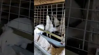 Сравнение разных возрастов Ломан уайт