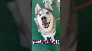 Mochi Loki