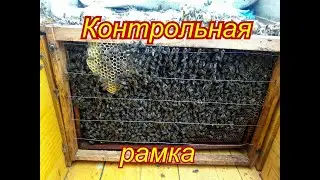 КОНТРОЛЬНАЯ РАМКА. СИРОП ПЧЕЛАМ. УТЕПЛЕНИЕ ЗИМОЙ. ПЕРГА ЗИМОЙ. РАСПЛОД. ЛЕТКИ.