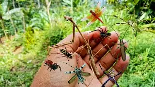 painful spider bites and catching a giant giraffe praying mantis