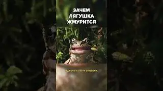 Лягушки жмурятся не от удовольствия! // Полный выпуск на канале #живаяпланета #животные #интересное