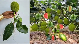 Strange techniques How to grow jackfruit with watermelon get amazing results