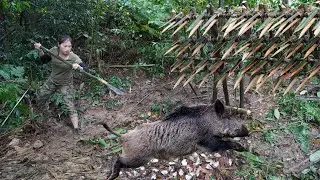 new traces of wild boar, immediately make trap, attack wild boar, survival alone