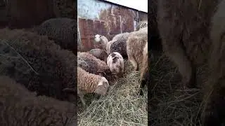 Наш самый быстрорастущий отряд.