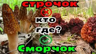 Весенние грибы сморчки и строчки съедобные ли грибы? как отличить съедобный гриб от ядовитого