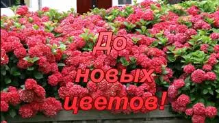ГОРТЕНЗИЯ КРАСНАЯ 