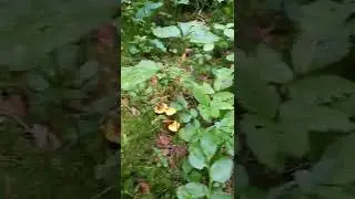 Лесная красота. Лисички