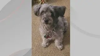 Doggone Weather: Meet Holly!