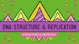 DNA Structure and Replication: Crash Course Biology #10