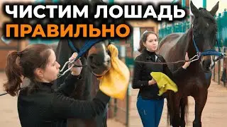 Как правильно чистить лошадь / Инструкция для начинающих