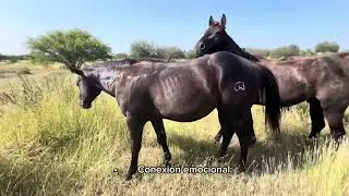 RANCHOLAROSA. Consejos para entrenar un Caballos sordo