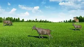 Free Video Background No Text | Animal Background | Goat Eid Al Adha Background