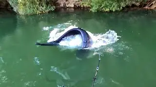 Удивительные моменты с водными обитателями, снятые на видео!