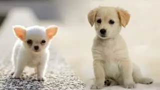 Раз собака, два собака... – Наталия Лансере / Dog... children's song!