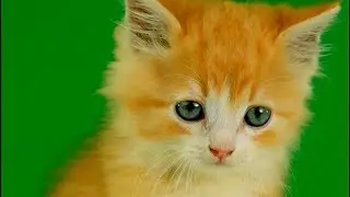 Cat Green Screen Video | Green Screen Cat | Cute Cat Green Screen Free To Use | 