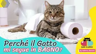 Perché il Gatto mi segue in bagno?🐱