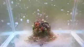 Гранулы в воде. Тестируем рыболовный пеллетс