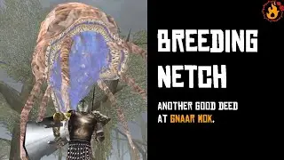 Breeding Netch - Imperial Legion Walkthrough (TES III Morrowind)