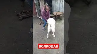 Волкодав идёт в атаку!