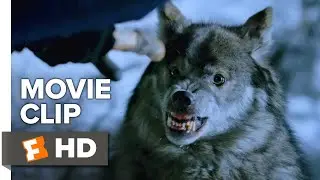 Daughter of the Wolf Movie Clip - Wolf Attack (2019) | Movieclips Indie