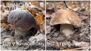 Що у Київському лісі з грибами?