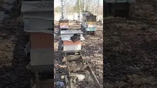 Почему пчелы так сидят 