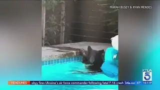 Bear cools off in backyard pool in La Cañada Flintridge