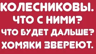Колесниковы/ Что с ними? Что будет дальше? //Хомяки звереют// Обзор видео//