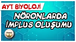 Nöronlarda İmpuls Oluşumu 
