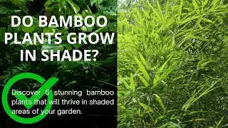 Can Bamboo Grow in Shade?