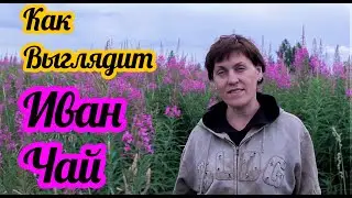 Как выглядит как растет как определить иван чай, чтоб не причинить вред? Совет от Фермачей в деревне