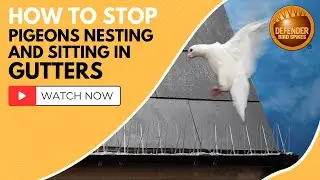 How to Stop Pigeons Nesting & Sitting in Gutters using Defender® Bird Spikes