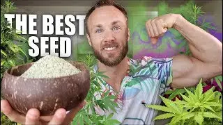 HEMP SEEDS ARE AMAZING & WHY YOU SHOULD EAT THEM!