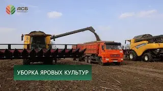 Уборка сои/Уборка подсолнечника/Урожайность яровых культур 2024/Подготовка к севу озимой пшеницы