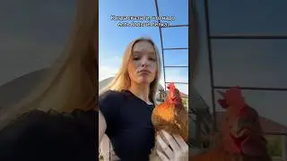 Прости…🐔🐔🐔🐔