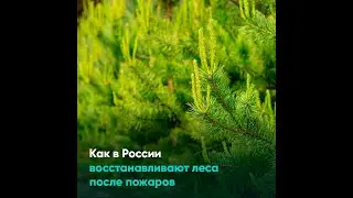 Как в России восстанавливают леса после пожаров