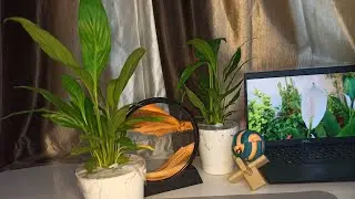 Peace Lily || Best Indoor flowering Plant