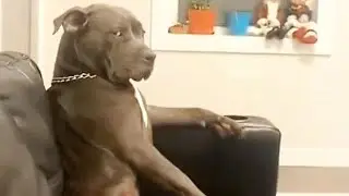 Shh...Dogs actually understand what youre saying