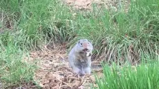 Prairie dog eats banana