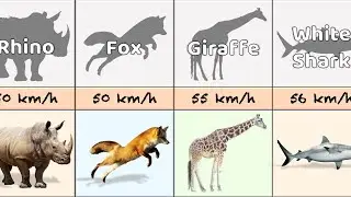 Most Fastest Animals