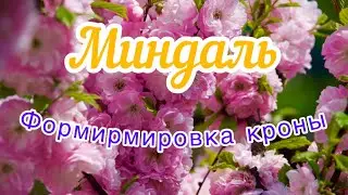 Правило обрезки миндаля.Две формы кроны