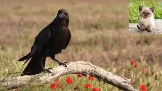 Ворон   Corvus corax