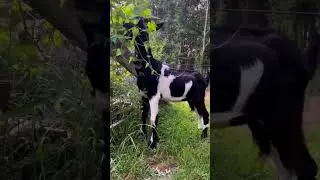 He is HUGE!!! Worlds tallest Goat???