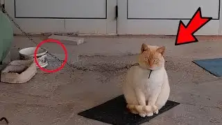 The owners put the cat on a chain and abandoned it. But then the incredible happened!